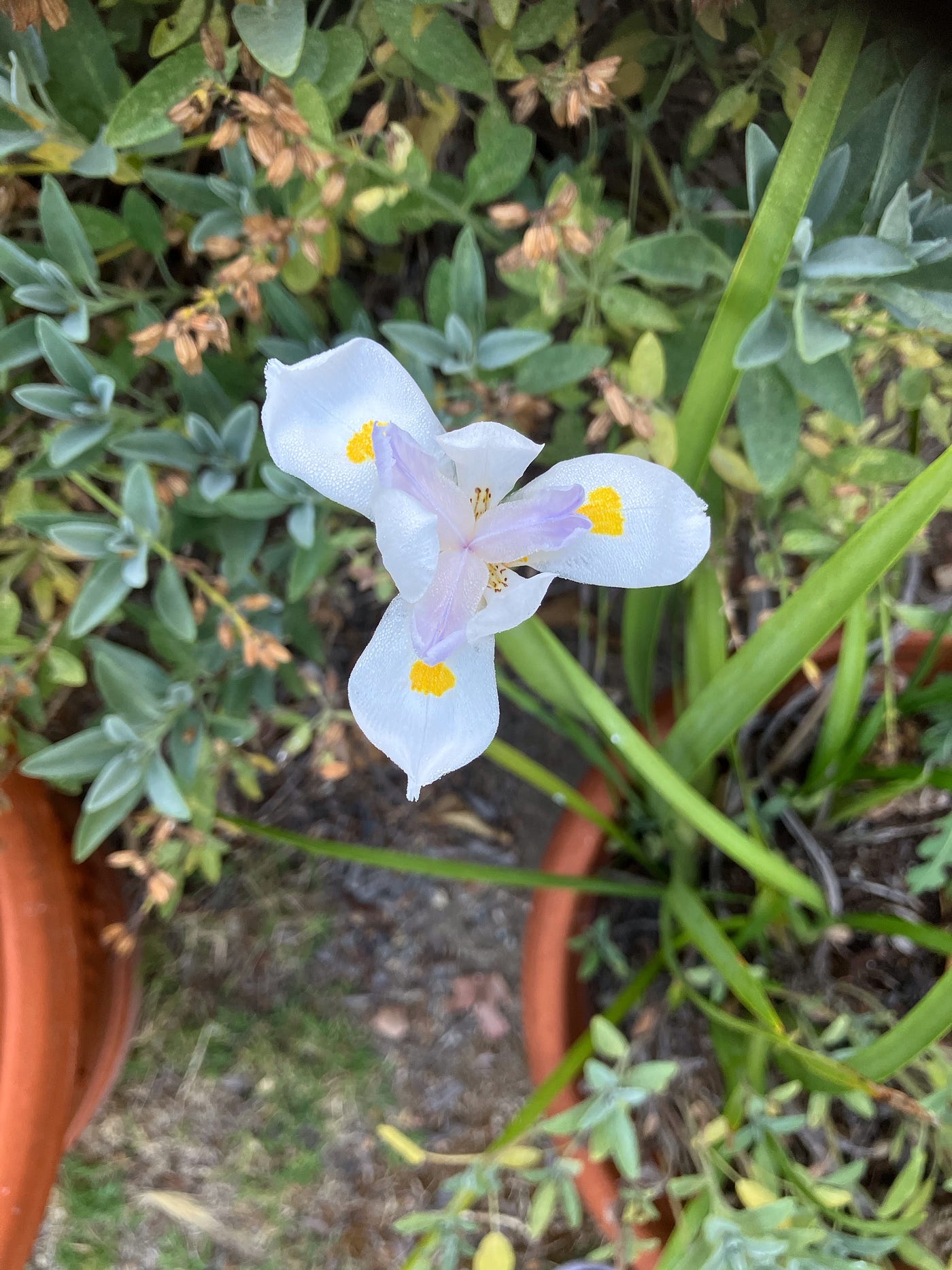 A beautiful flower that bloomed in the backyard