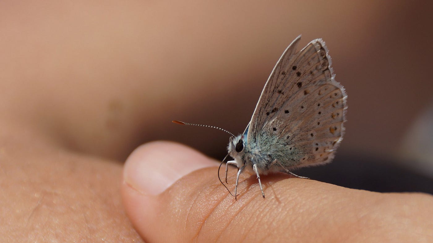 Image: Julian-G. Albert: Gossamer-winged butterfly: They seem to like suntan lotion | (CC BY 2.0)