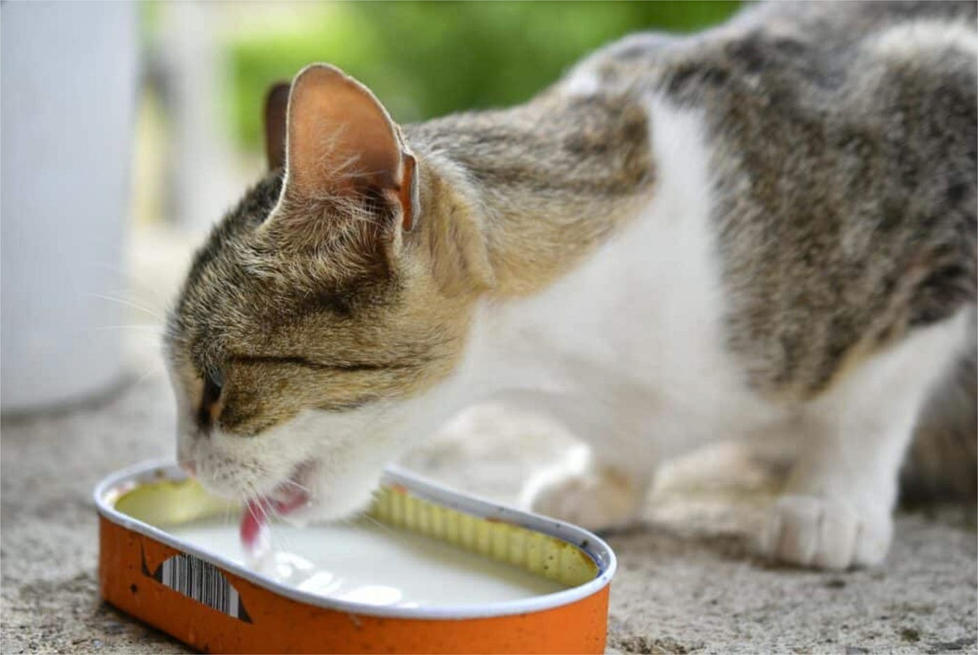 El fin del mito: ¿Qué pasa si los gatos toman leche regularmente, según los expertos?