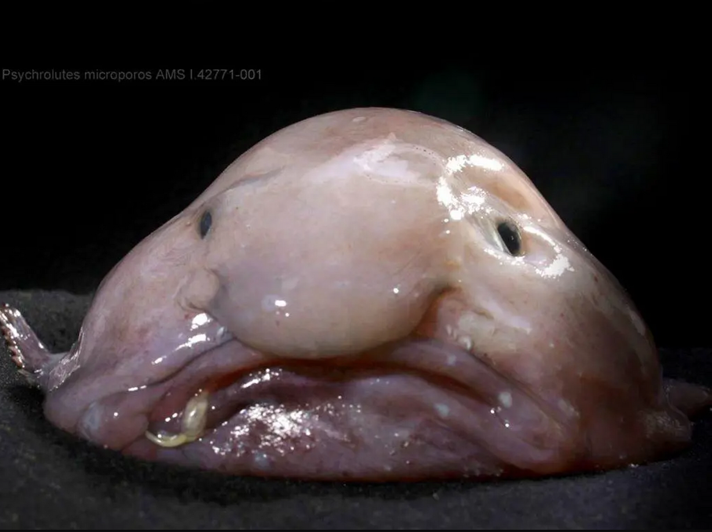 What is a blobfish?