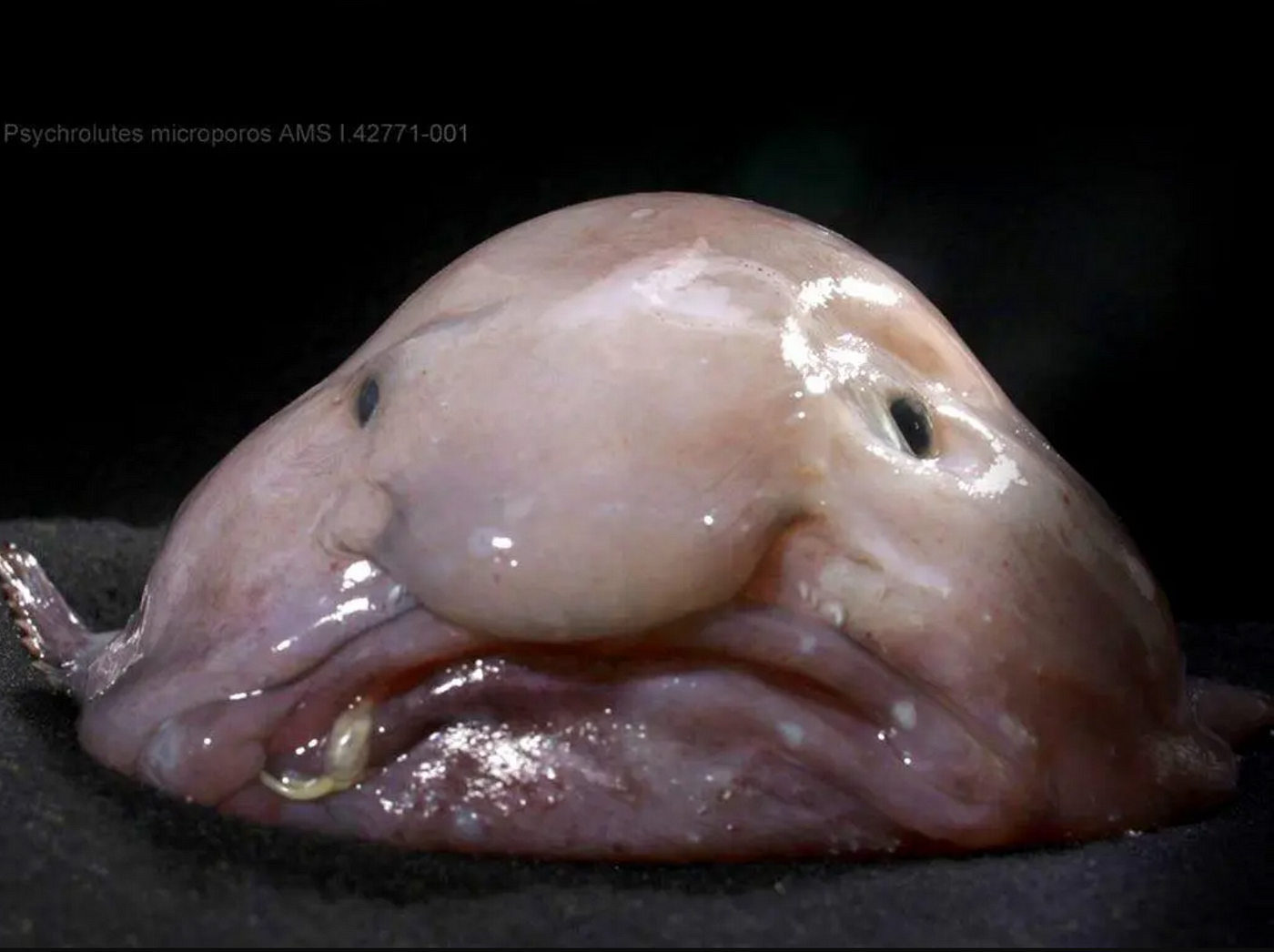 The Blobfish: More Than Just a Pretty Face, by Indira O.