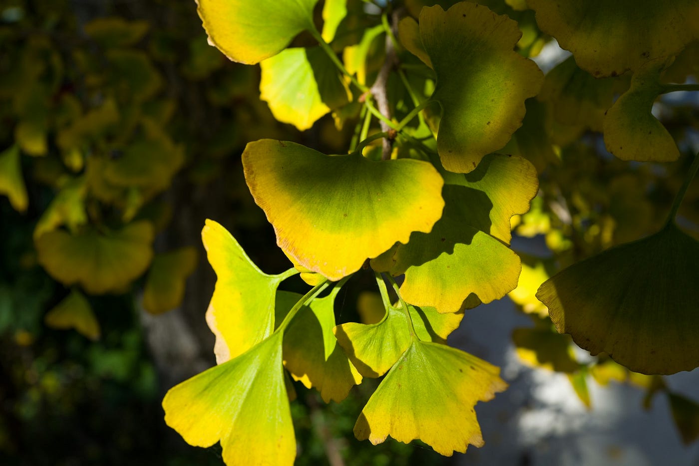 Zukünftige Forschung und Entwicklungen von Ginkgo biloba bei erektiler Dysfunktion