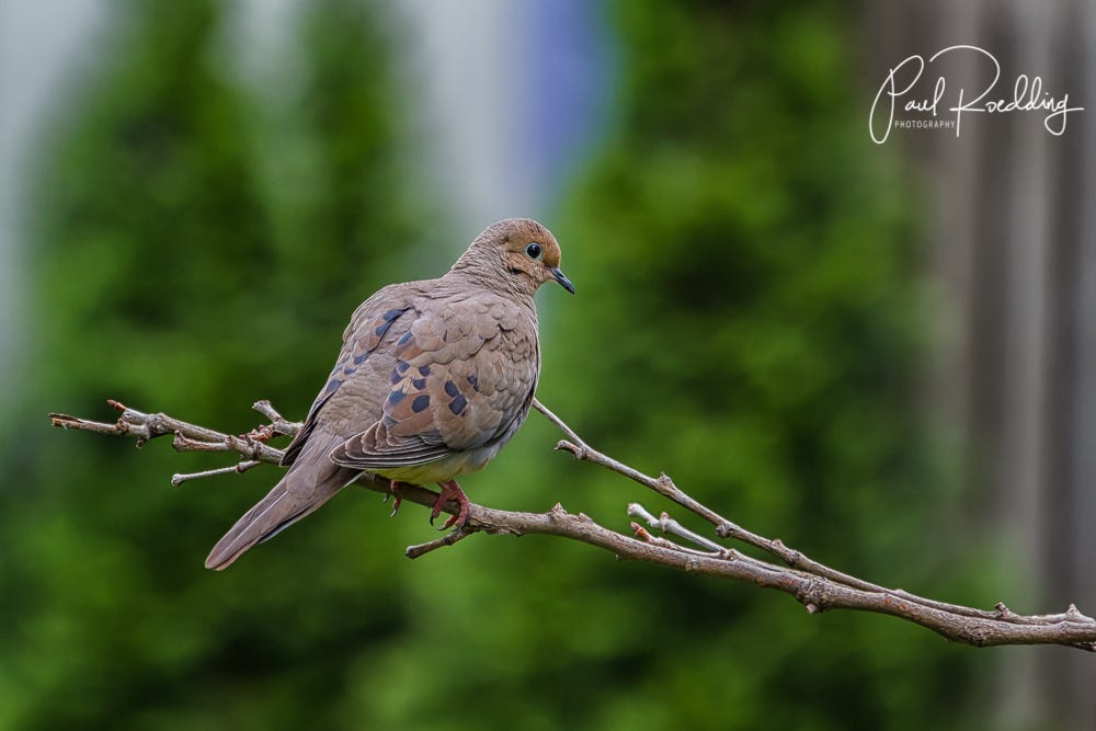 What Birds Like Safflower Seed: Top Species That Love It