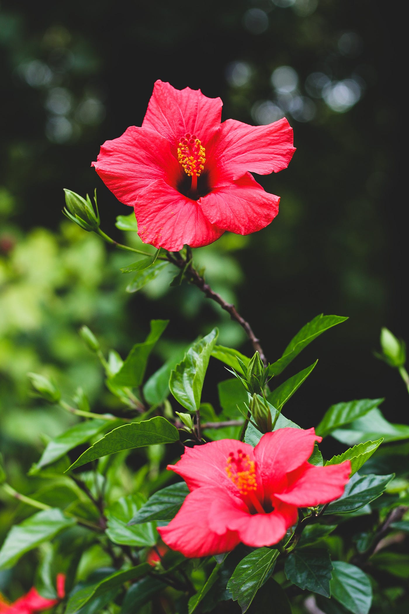 Hibiscus — To the Woman Who Personified My Favorite Flower by Gauri Sirur The Memoirist Medium