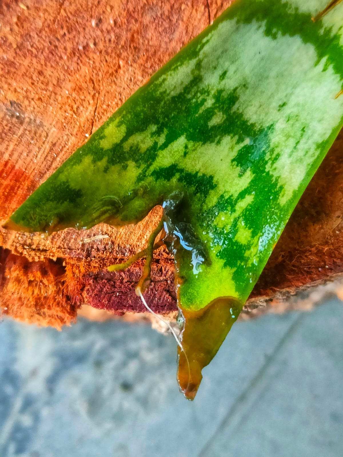 How I Propagated Snake Plant Cuttings in Water | by Soyami W Shimray |  Medium