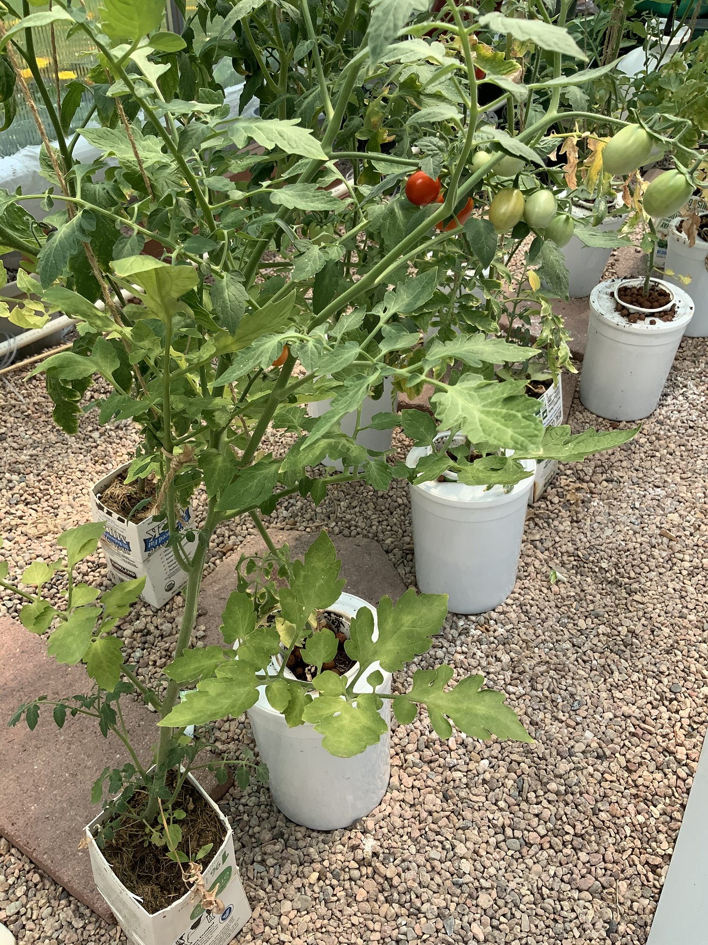 Net Pots Hold Plants And Medium Securely In Hydroponics Systems.