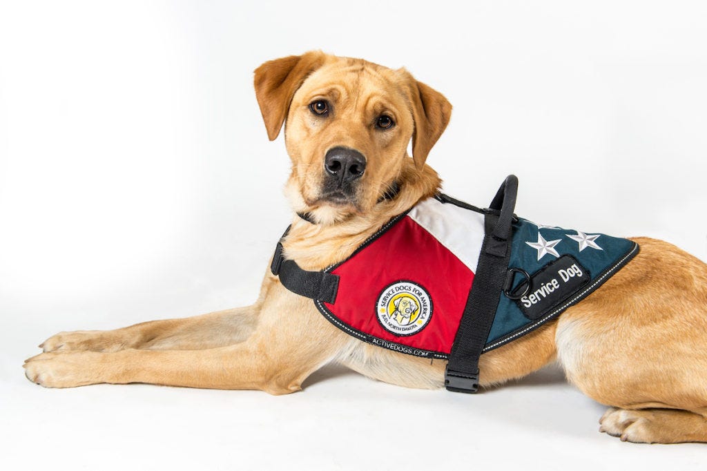 Can A Hotel Deny A Service Dog