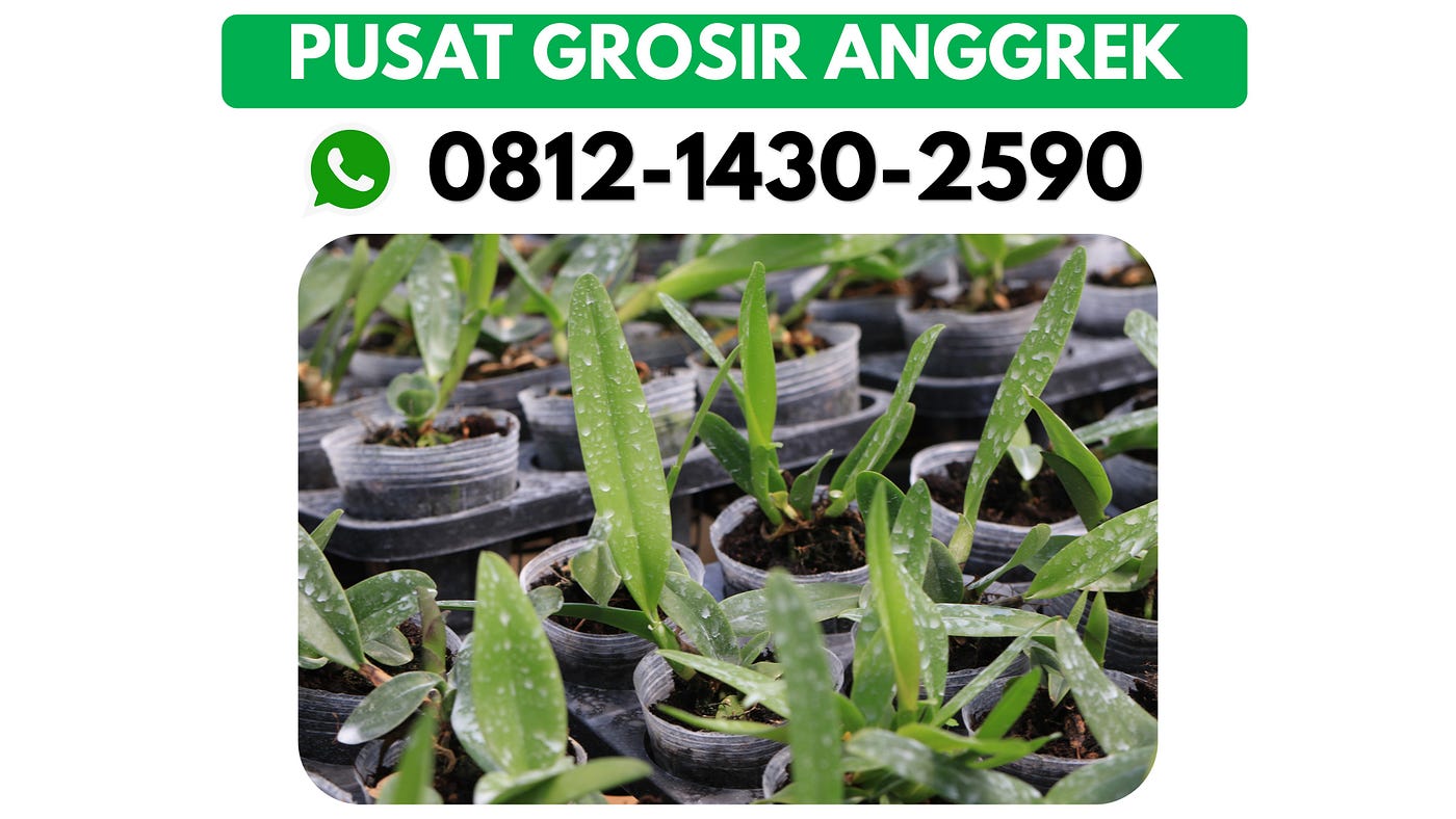 HP/WA 0812–1340–2590, Pemasok Bunga Anggrek Dendrobium Malang