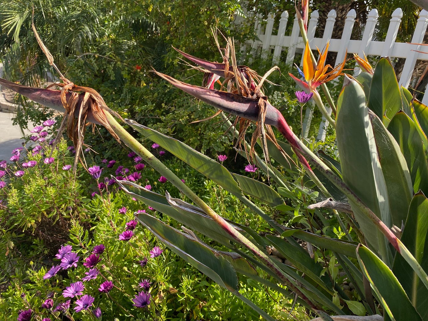 How to Deadhead Bird of Paradise Flowers: Easy Tips for Vibrant Blooms