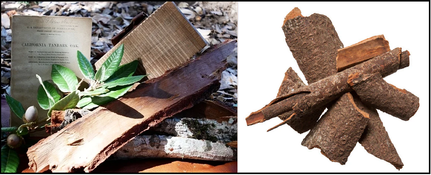 In “On the Natural Variety of Mankind in the Anthropological Treaties of Johan Fredrich Blumenbach,” Johan Friedrich Blumenbach compared Americans to tanner’s bark and bruised cinnamon bark, as well as copper, all of which are dark brown in color. Not olive, not tan, not tawny, not even red… DARK BROWN. LEFT: Tanner’s bark used for leather from https://skillcult.com/blog/tanningmaterials. RIGHT: Cinnamon bark from https://plumdragonherbs.com/products/rou-gui.