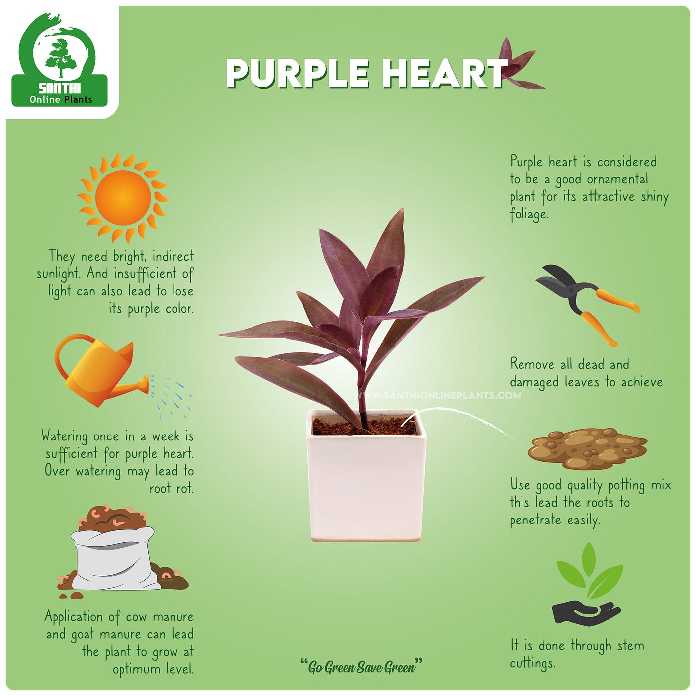 Purple heart sale plant