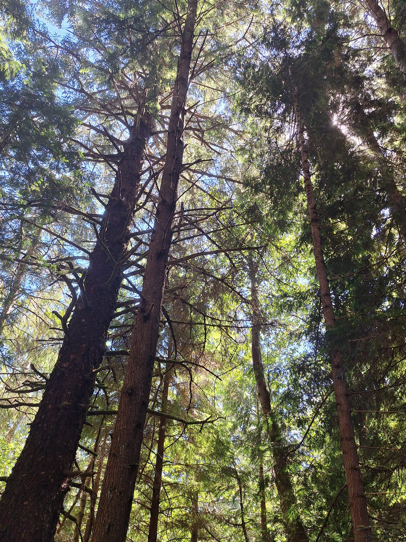 Forest Walk at a National Historic Site at Fort Clatsop, Oregon