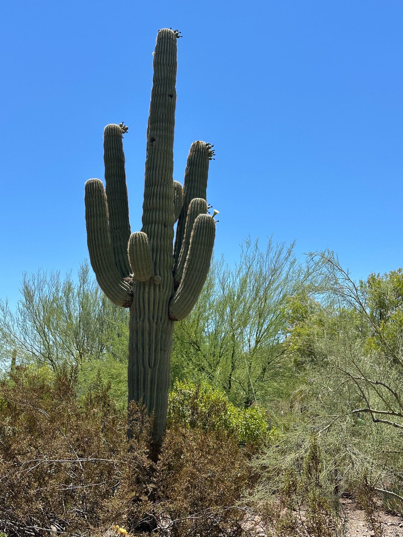 A “Botanical Garden” in the Sonoran Desert– Oxymoron Much?