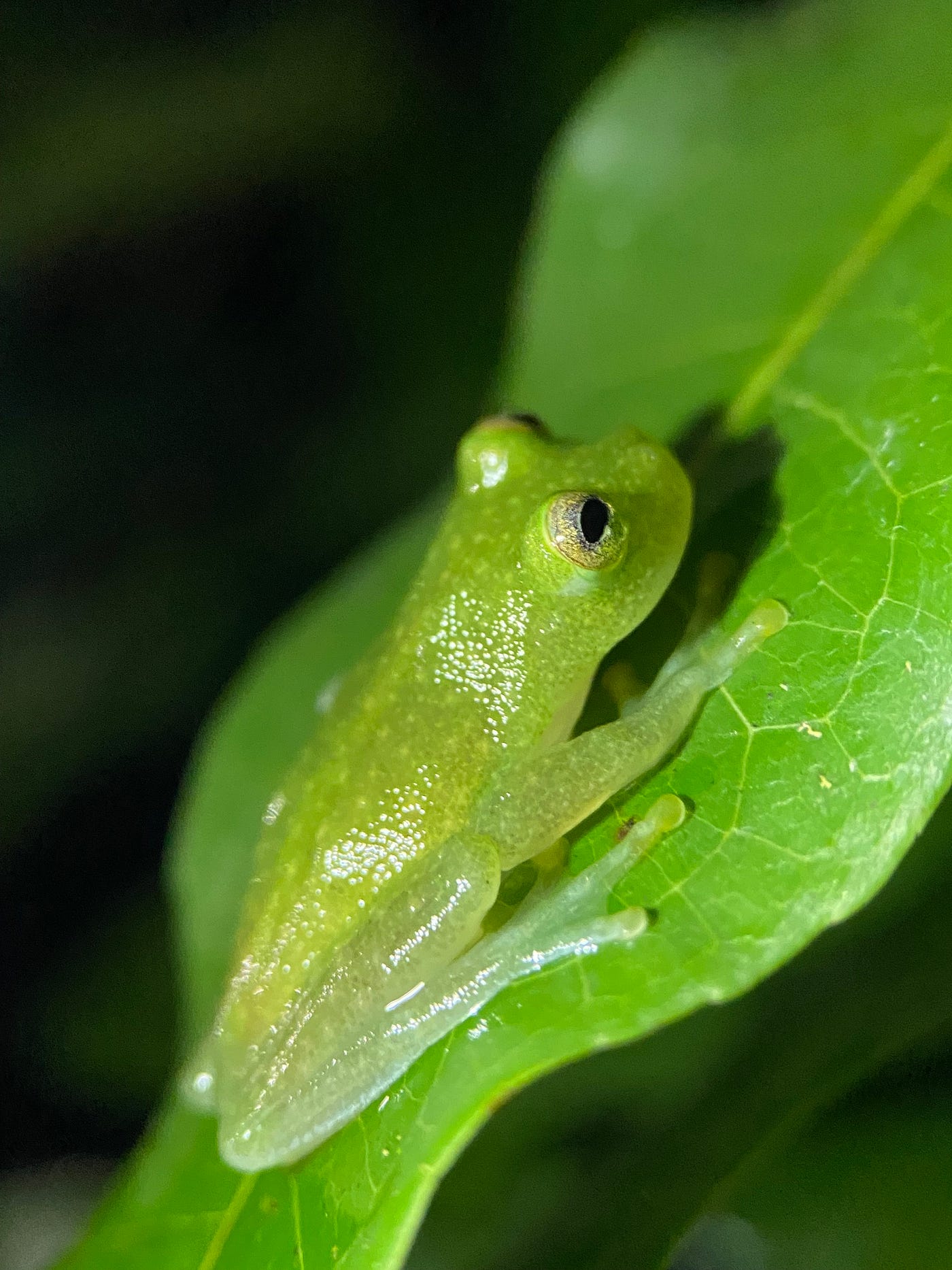 Glassfrogs Hide Red Blood Cells in Their Liver to Become Transparent