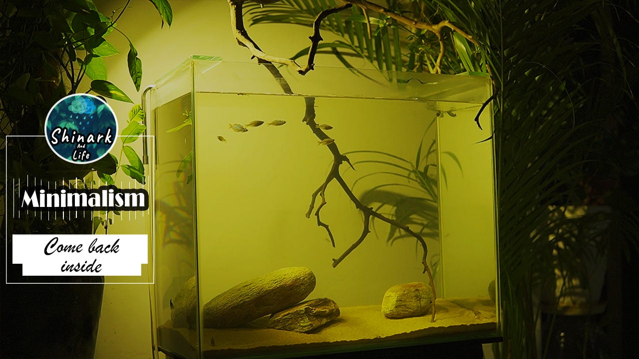 Biotope minimalist tank aquarium aquascape low budget for