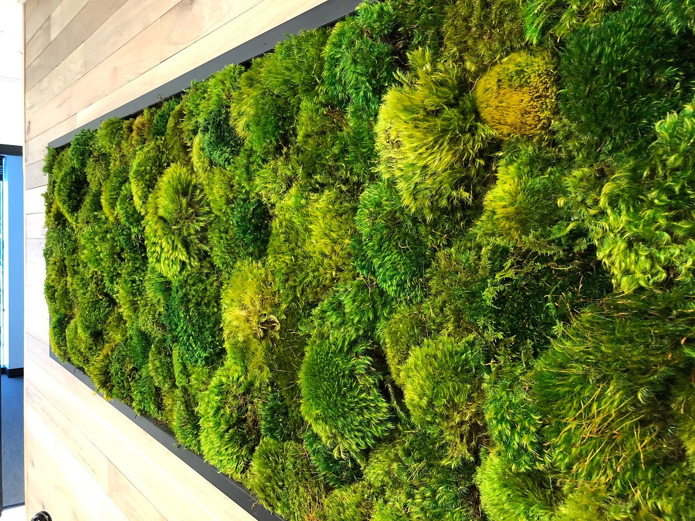 Moss Walls vs. Living Walls - PLANT THE FUTURE