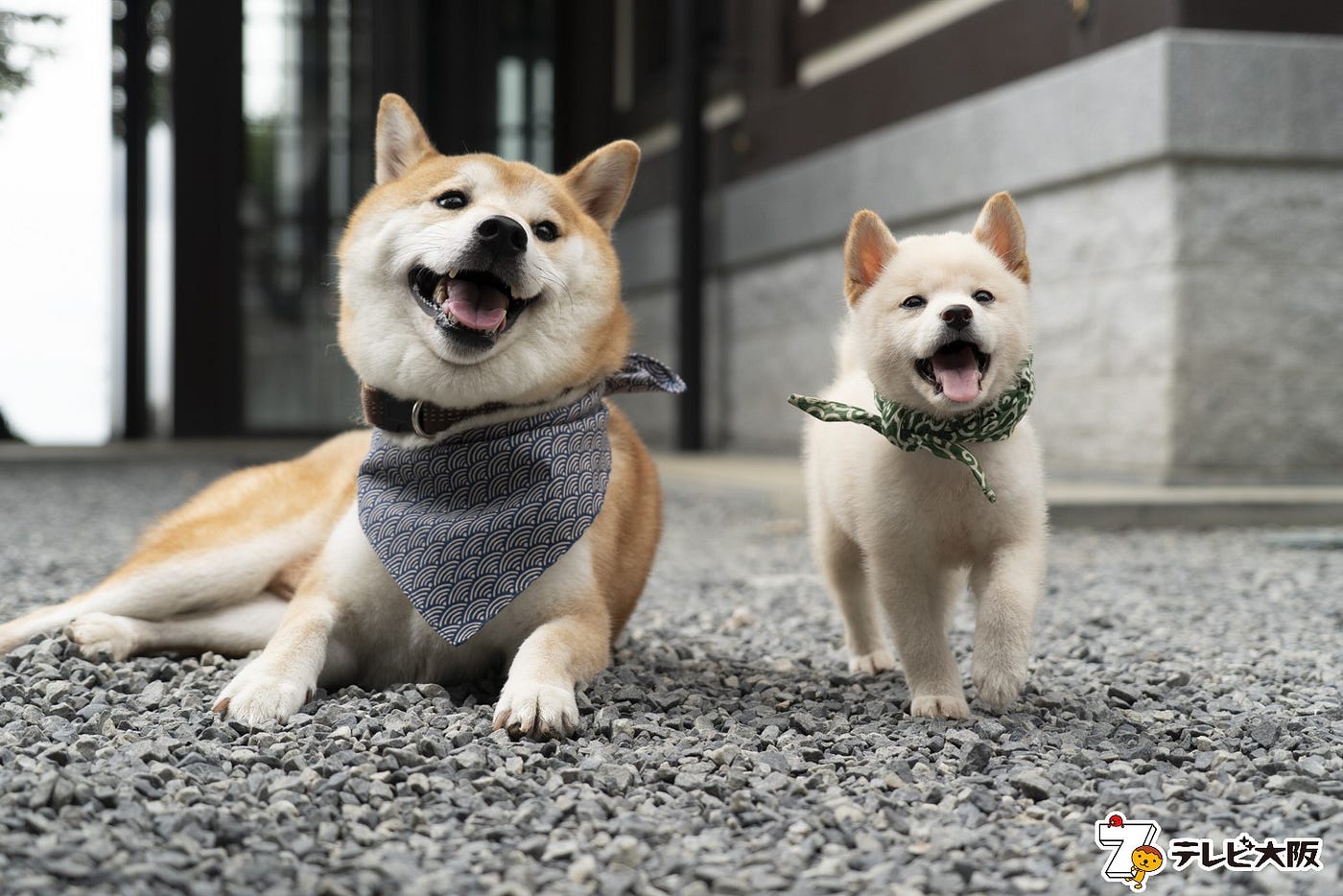 柴犬是日本票選最喜歡的狗狗個性倔強頑固卻對主人忠心耿耿- Joel Fukuzawa - Medium
