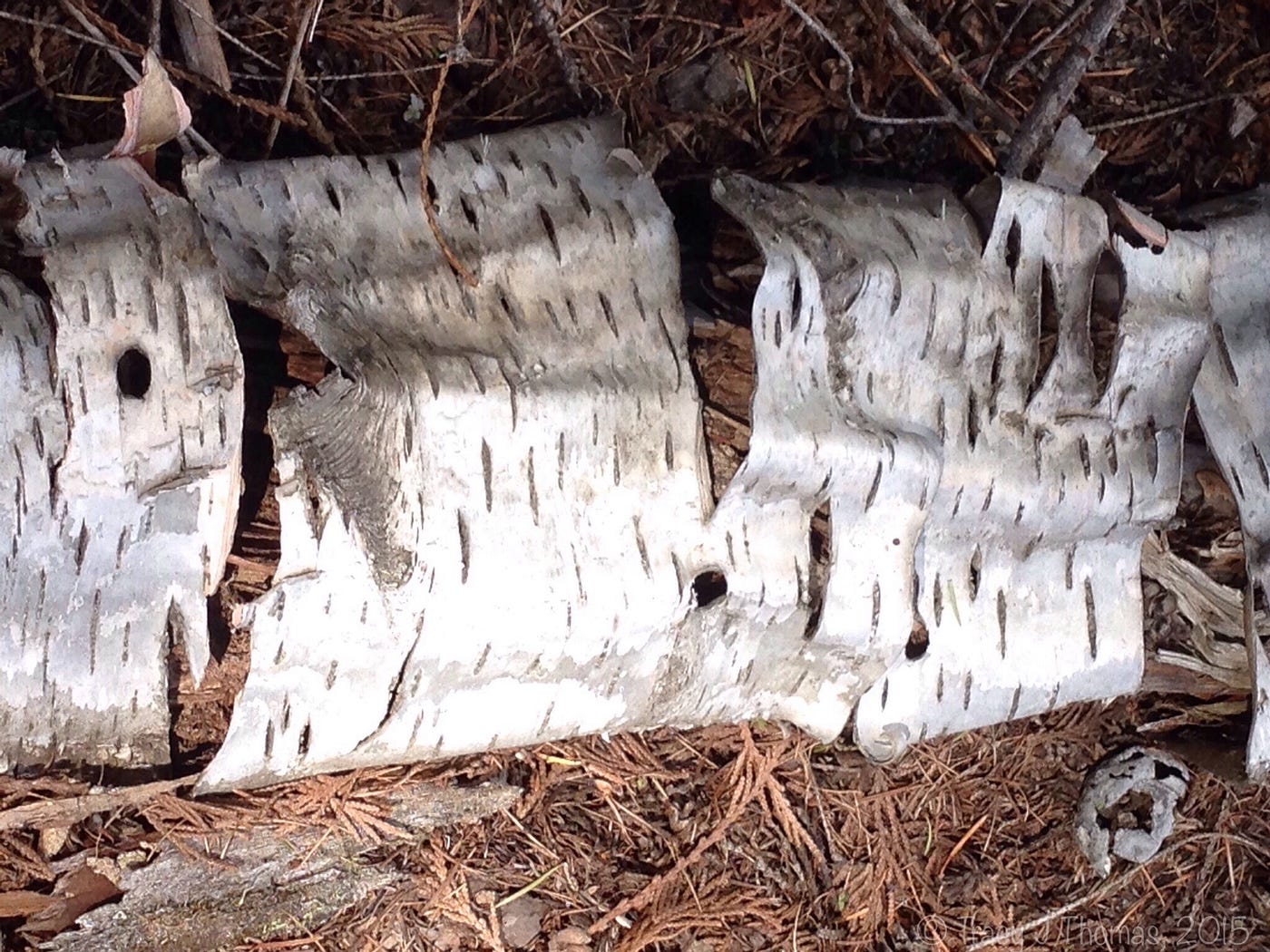 Birch Bark: The gifts of a fallen tree, by Tracy J Thomas
