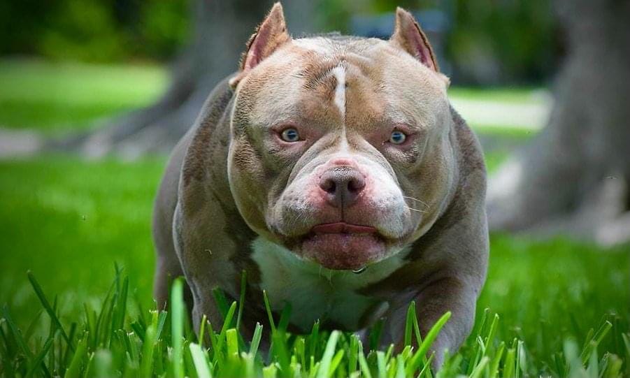 World's Best Extreme Pocket American Bully's • Home of Bu…
