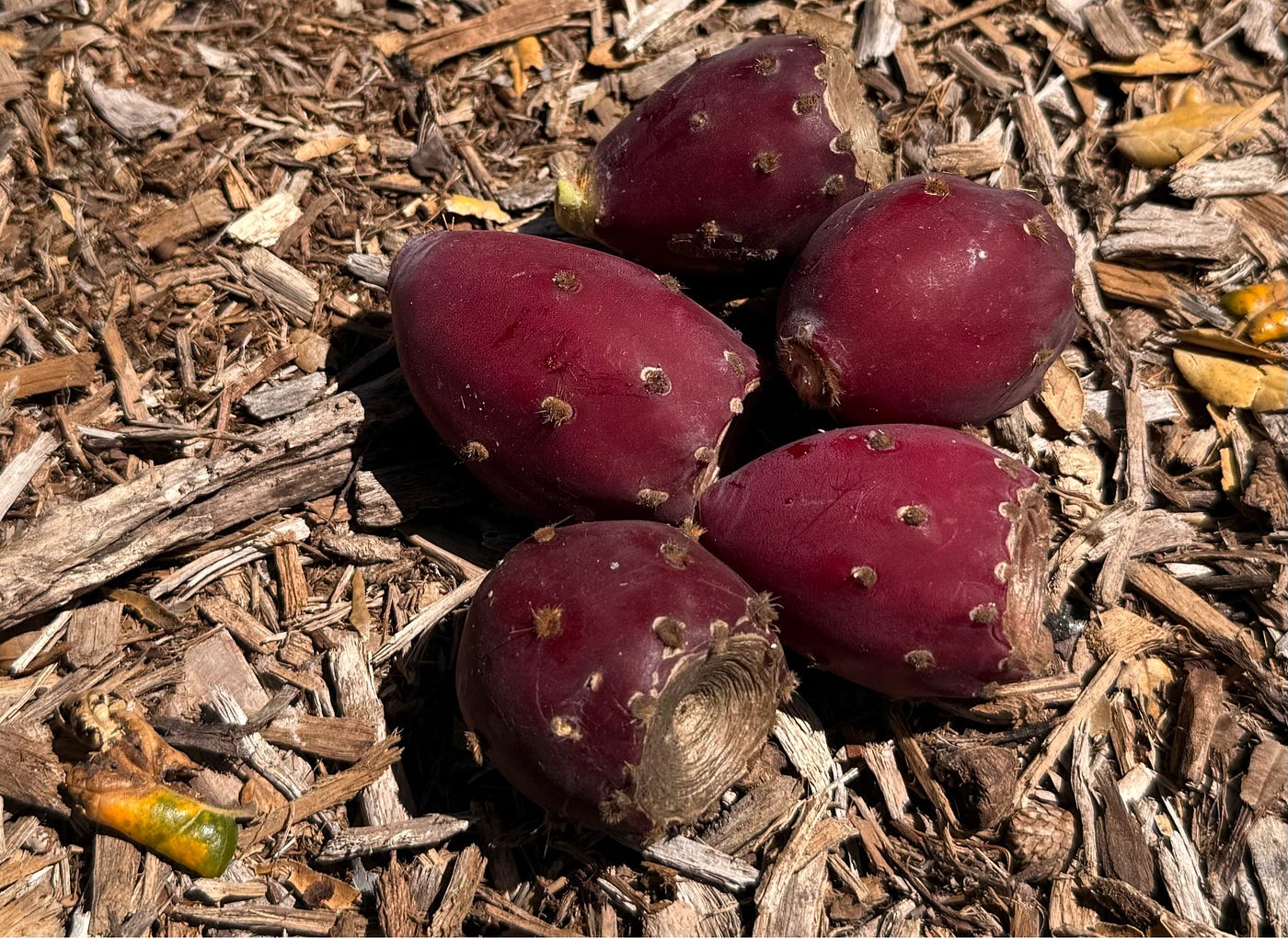 Foraging Prickly Pear Fruits. For we shoud enjoy local, free | by Dr.  Seema Patel (PhD) | Never Stop Writing | Medium