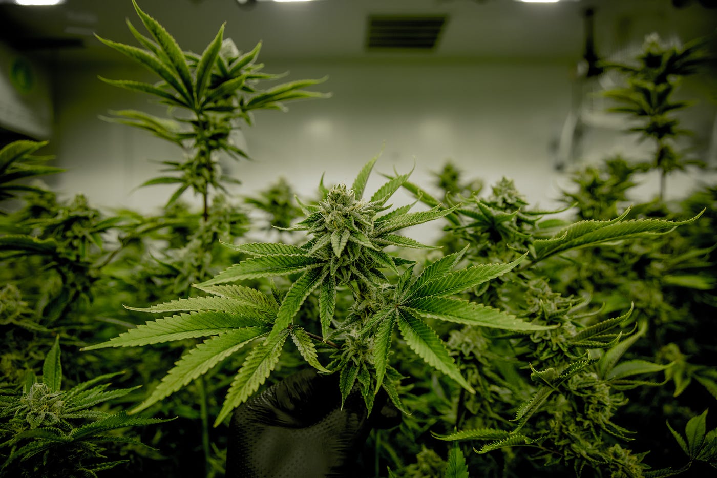How Blockchain Can Revolutionize Cannabis Traceability: Part 3 | by Shivek  Sachdev | Coinmonks | Medium