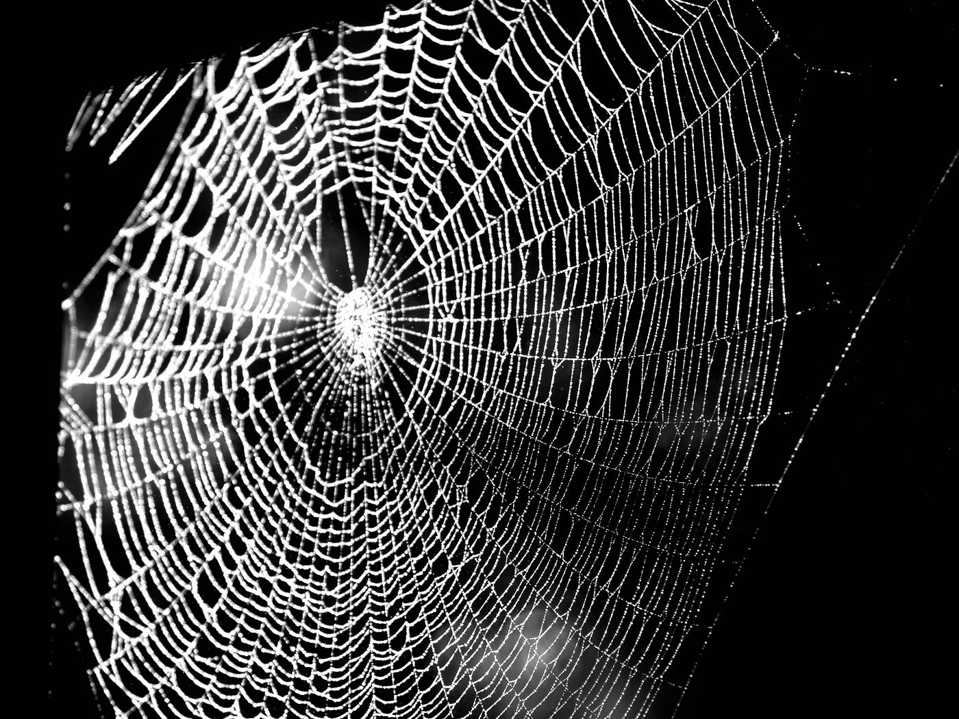 Priest Shares Wisdom Found in a Spider's Web