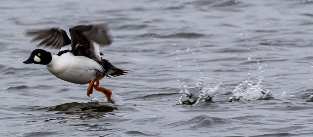 Barrow's goldeneye  Washington Department of Fish & Wildlife