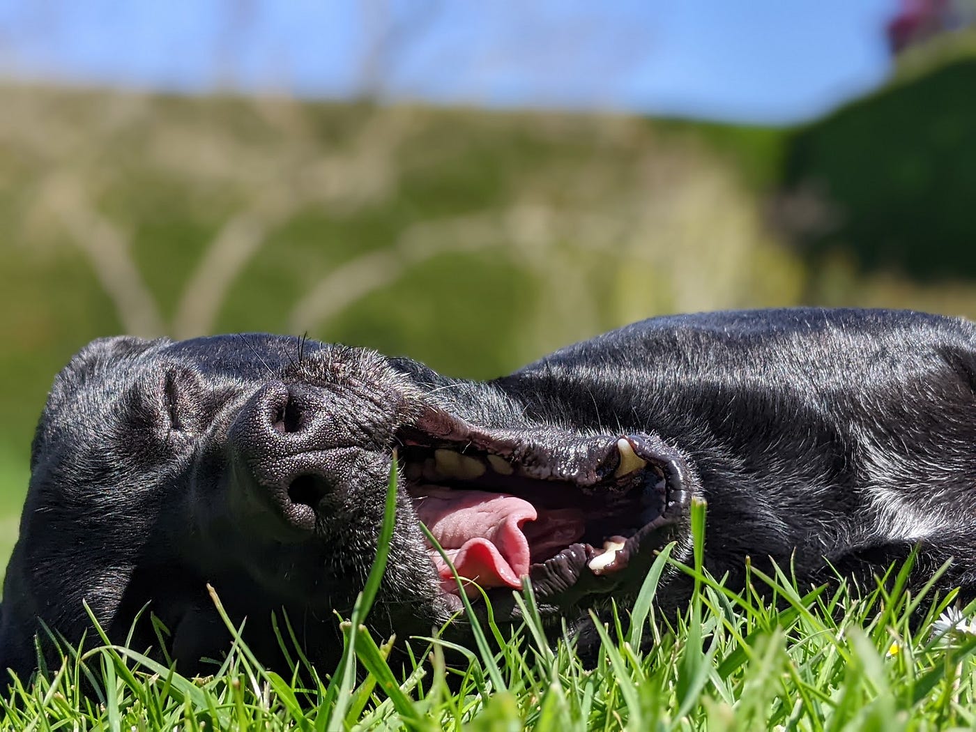Did you say ethology?