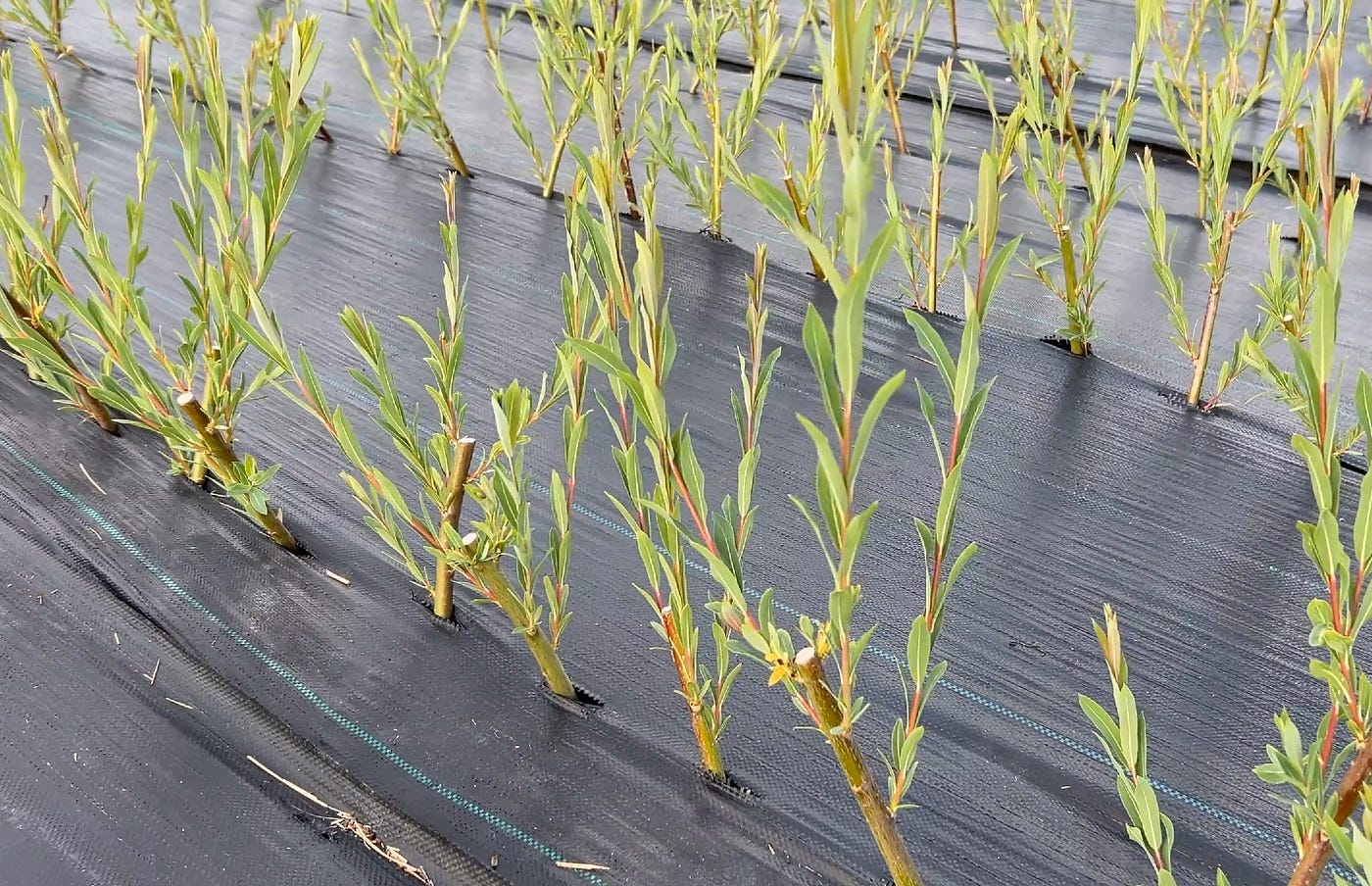 Salix purpurea was deer resistant.