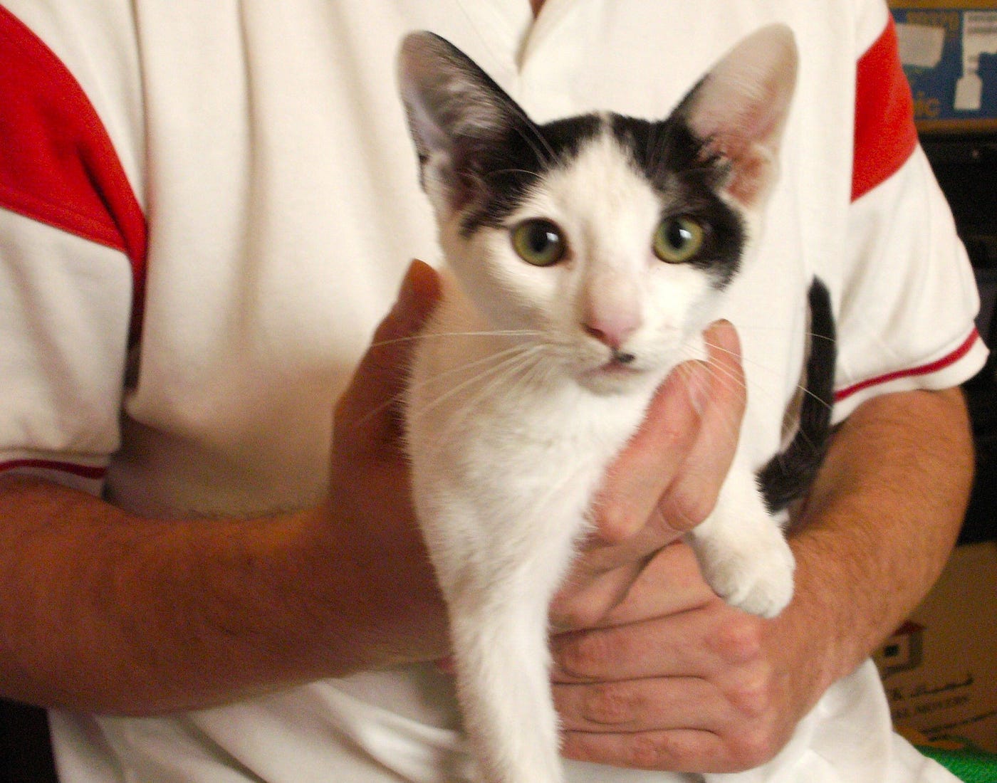How to Hold a Cat Safely: Expert Tips for Happy, Calm Cats