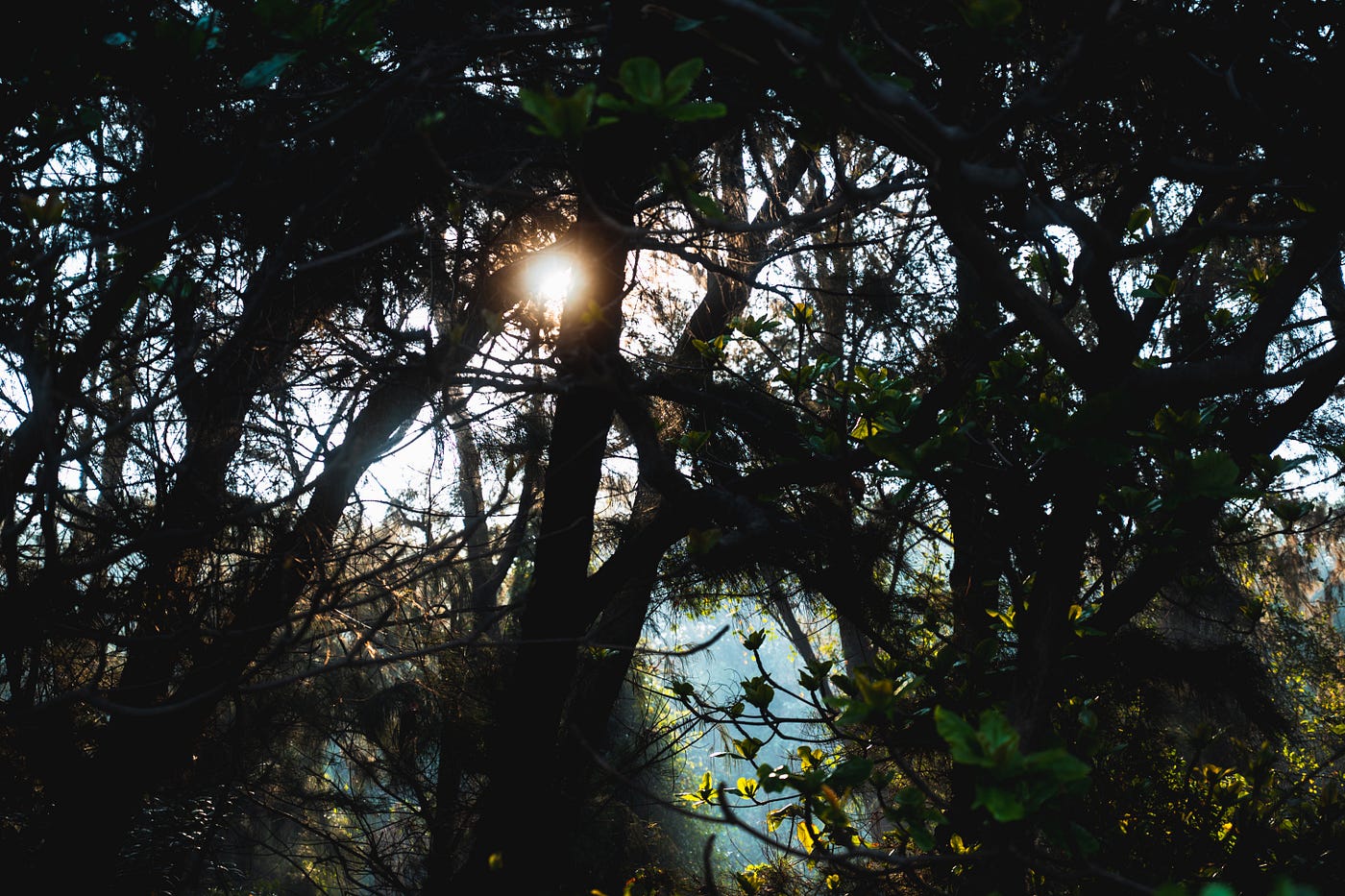 raw-image