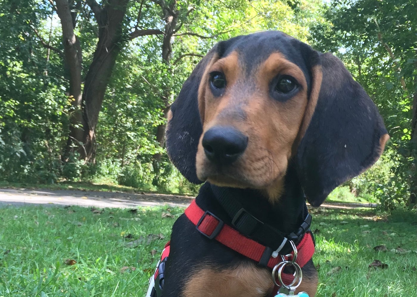 Adopting a Megaesophagus Dog. You see a beautiful pair of deep brown by Marie Orange Medium