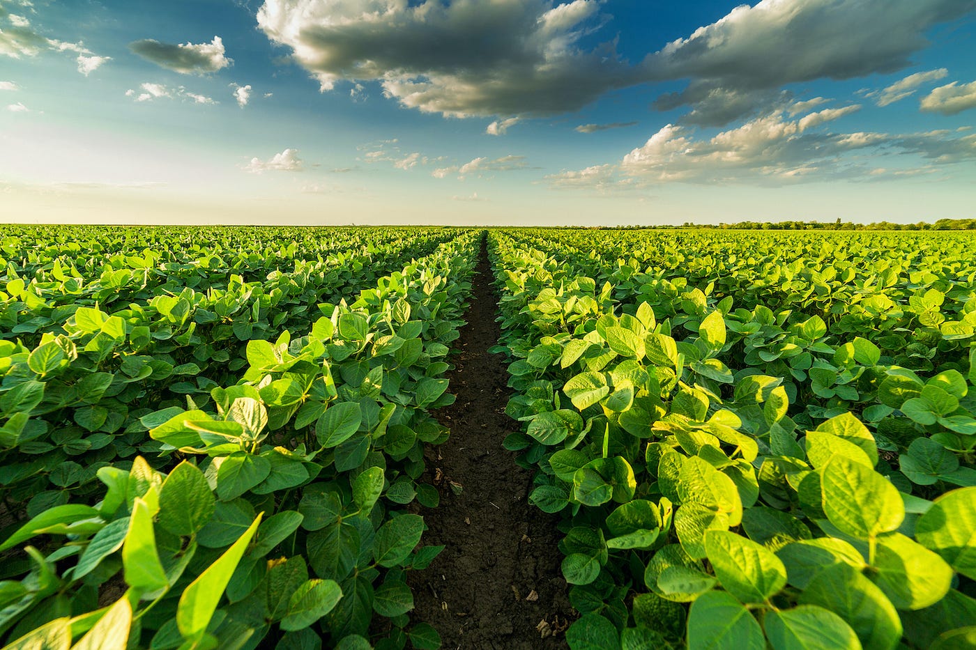 The Green Revolution 2.0: How Technology is Feeding a Growing World