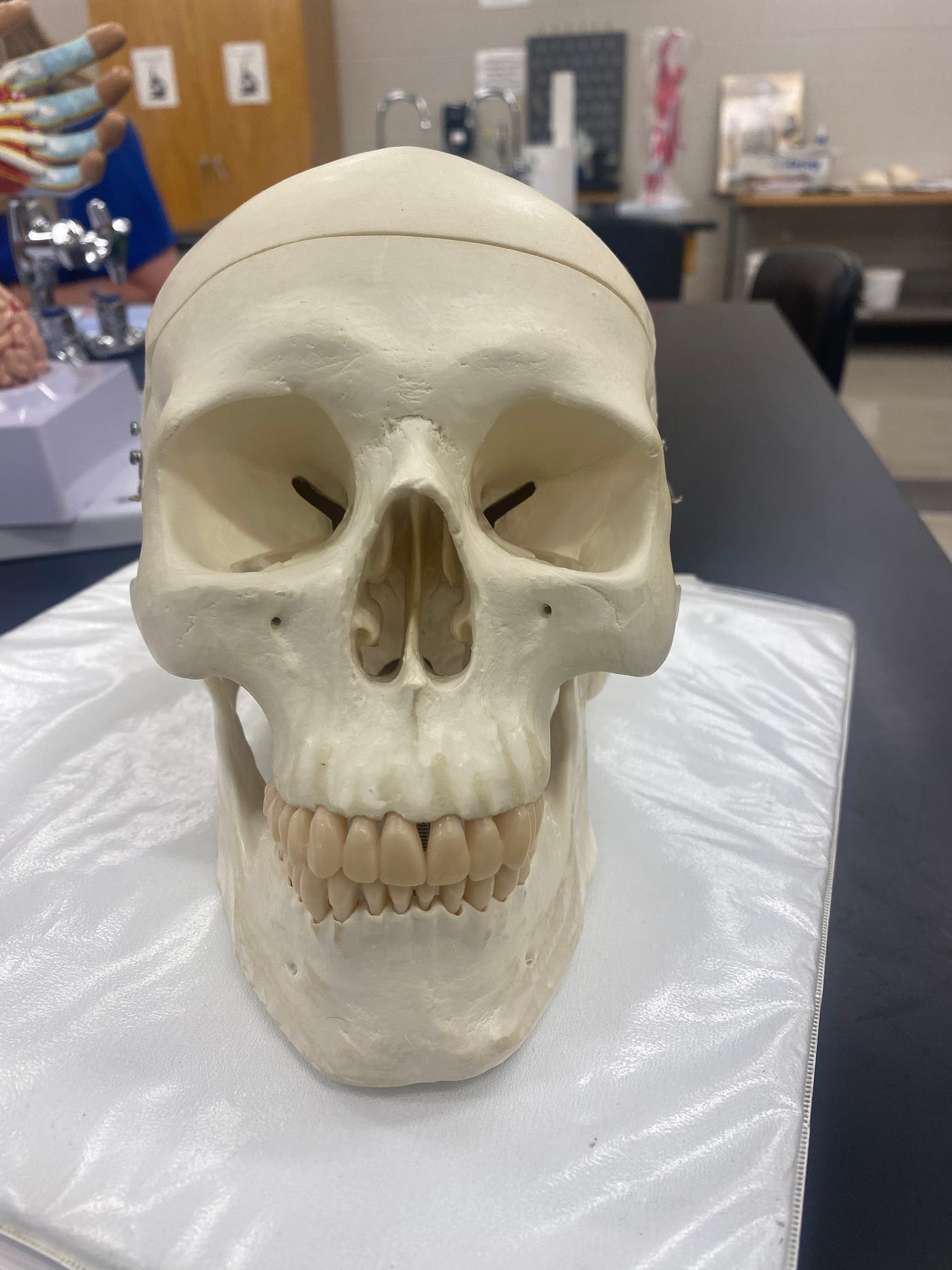 Frontal Region of the Skull: Basic Guide