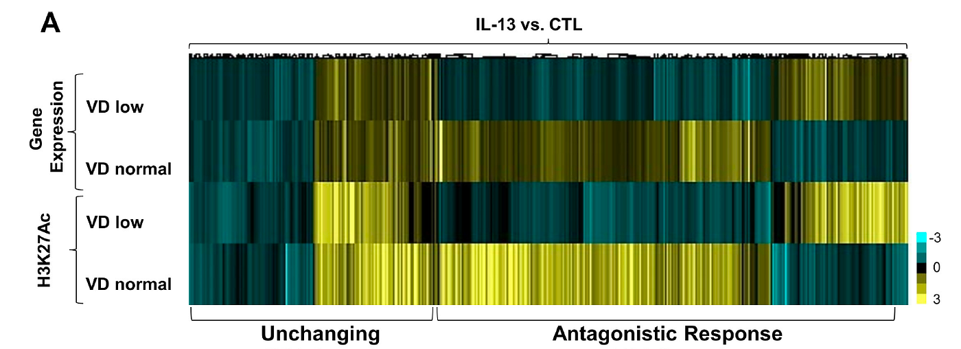 Vitamin D reverses effect of IL13 on epithelial cells