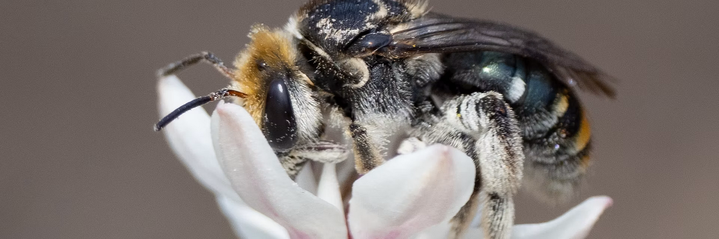 Most Bees are Solitary and Don’t Live in Hives. Climate Change Risks Them Starving