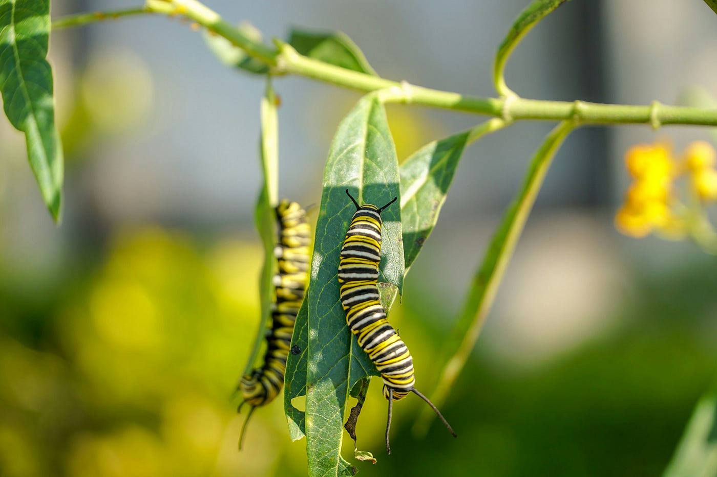 The competitive jungle: Crawling alongside others on the corporate leaves. (Photo by Thomas Park on Unsplash)