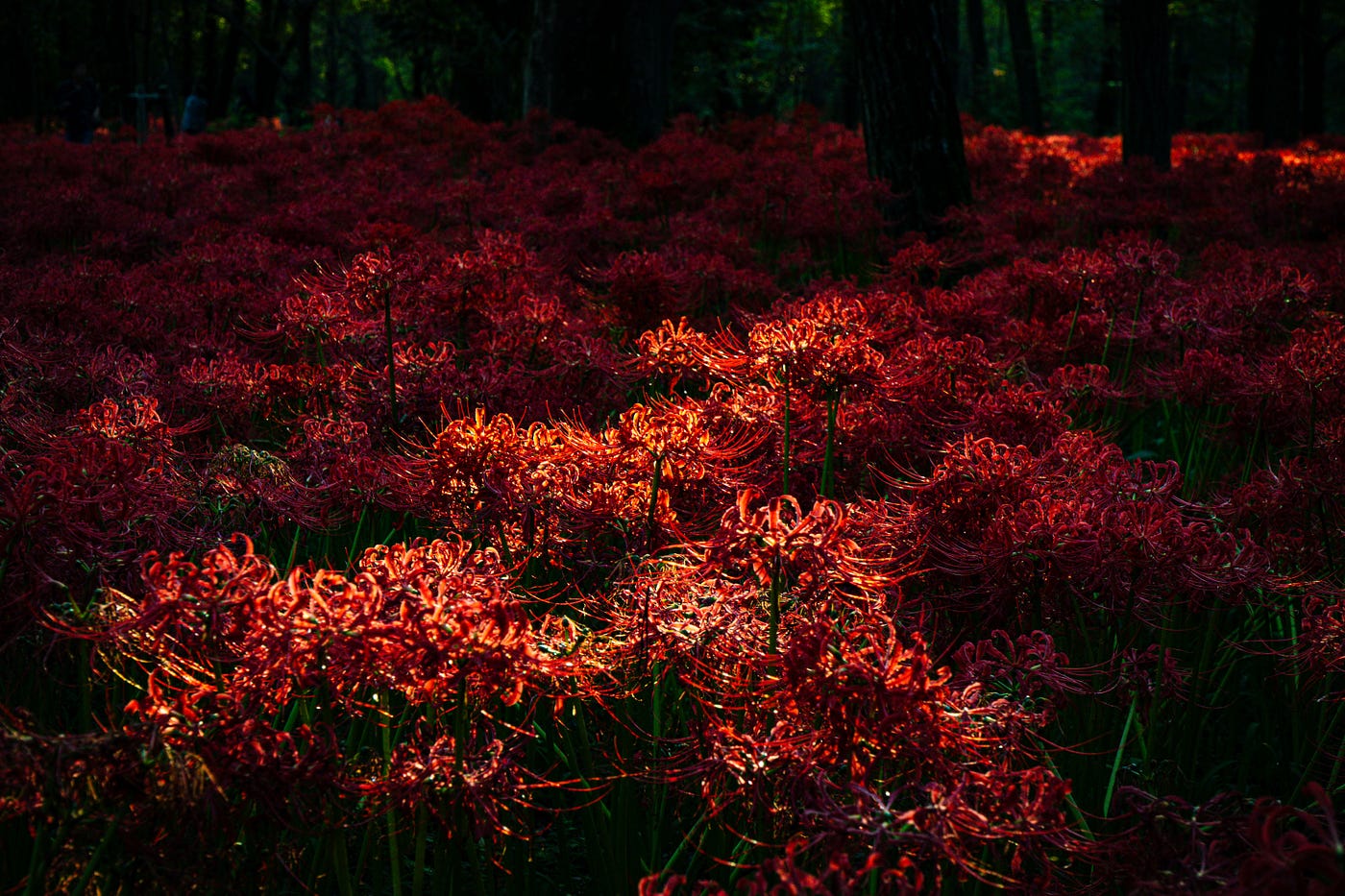 Trip,Japan, Kinchakuda Manjushage Park, to photograph the