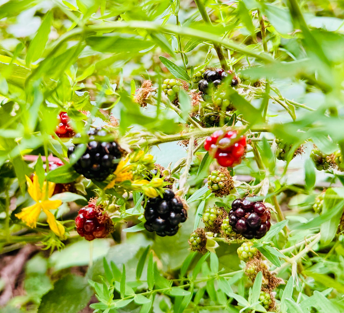 Blackberries…