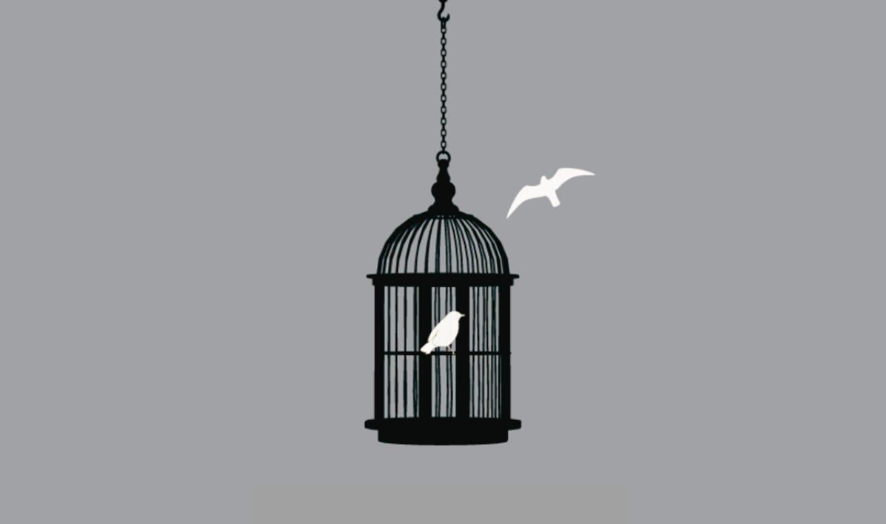 for the caged bird sings of freedom. by Alan Dettlaff Medium