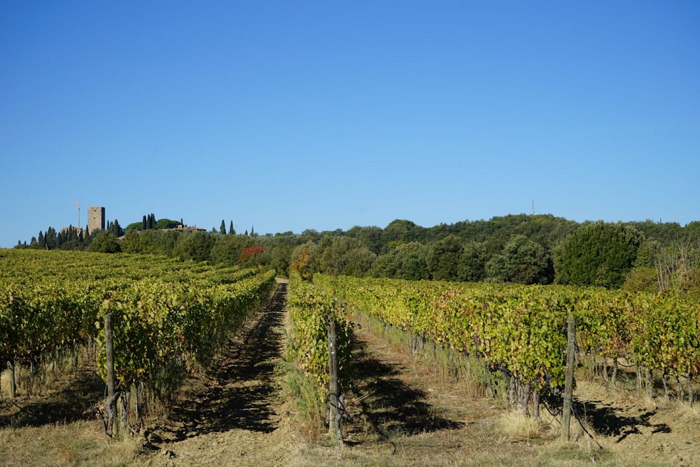 BRUNELLO E ROSSO DI MONTALCINO