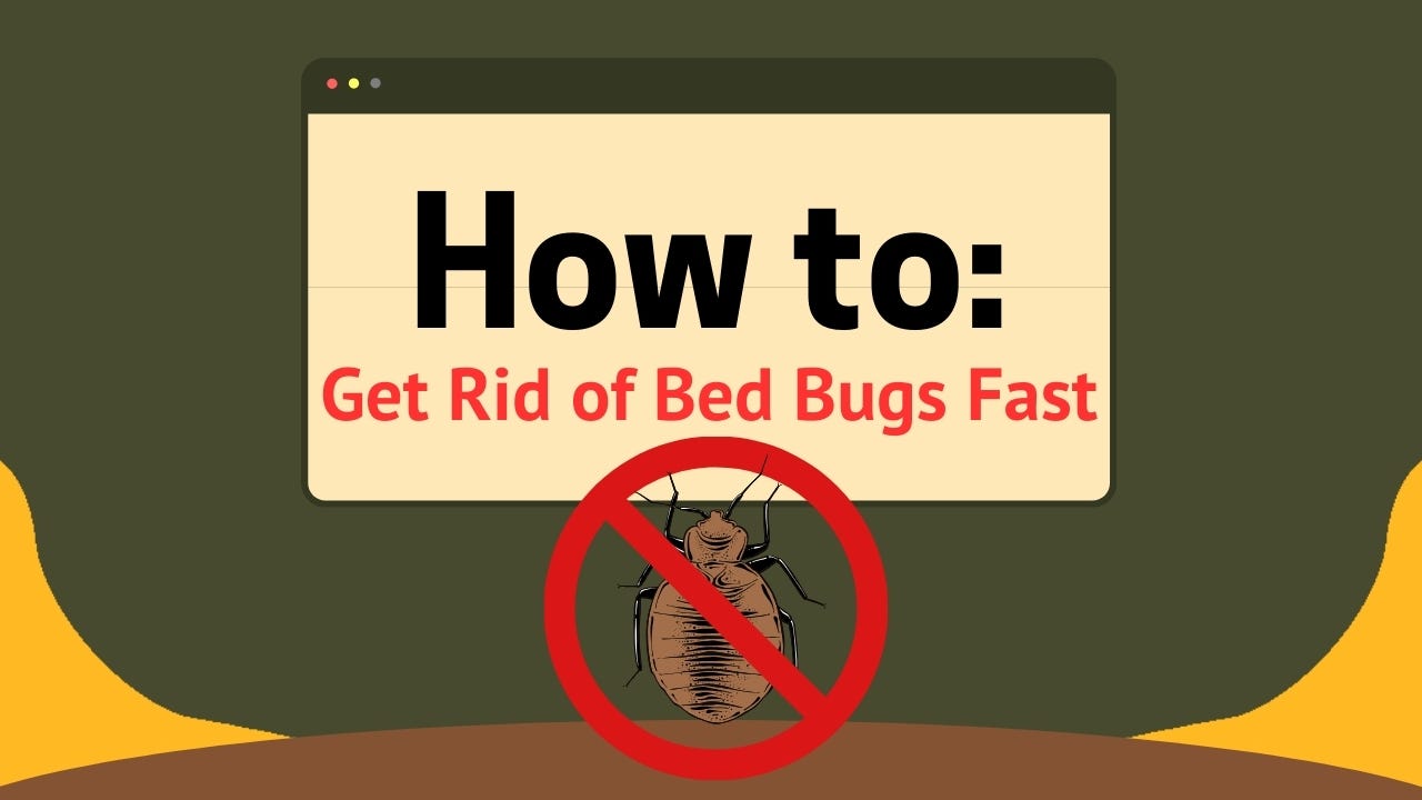 Bed Bug Inspection