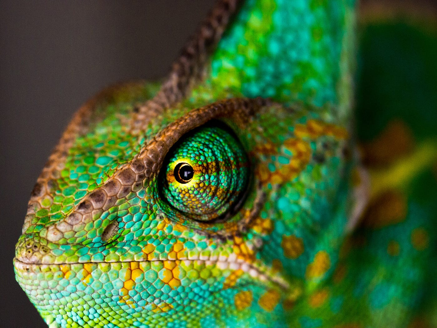 Writers Are Chameleons, Says Taylor Swift — So Stop Thinking About Your  Niche!, by Kristina God, ILLUMINATION
