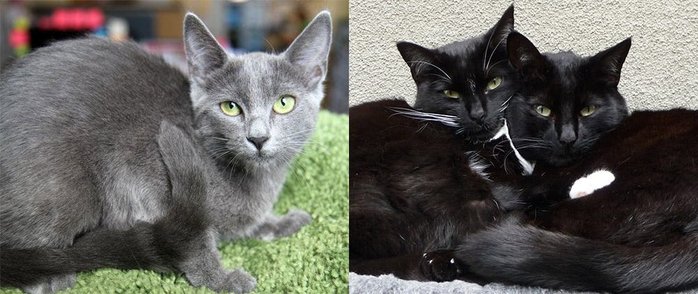 Adopting an Adult Cat: Transform Your Life with a Loving Companion