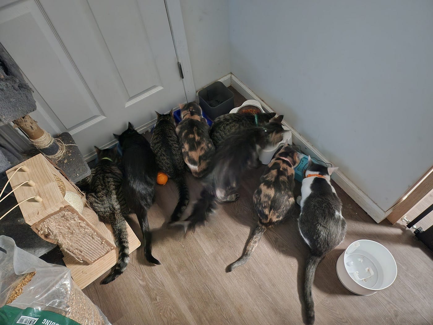 Thirteen Voices at Feeding Time