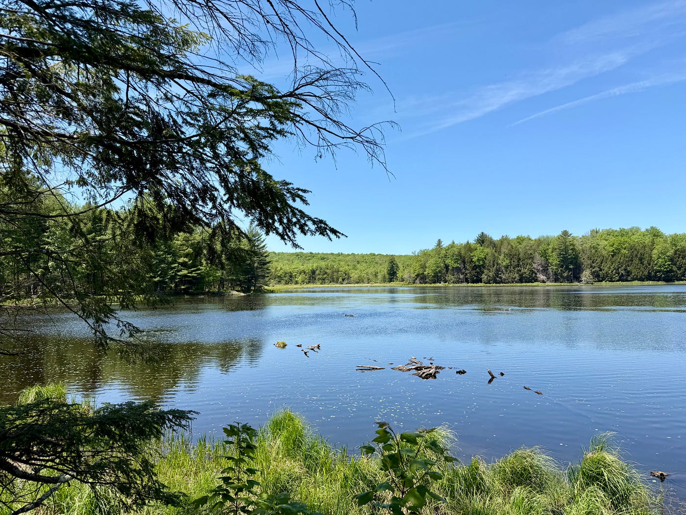 Mountain Biking in the McDonough NY State Forest-Episode 12 of Leaf, Wing, and Sun