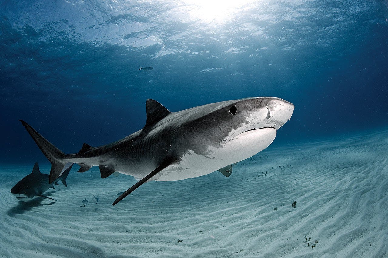 Покажи фотку акулы. Шаркс Тайгер. Тигровая акула. Акула тигровая Шарк. Tiger Shark (Тигер Шарк).