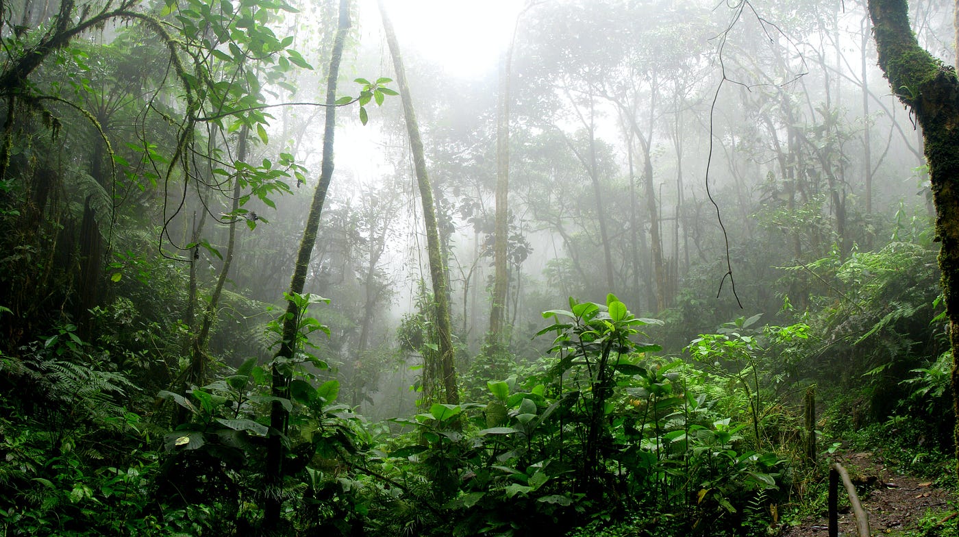 Rainforests — Beauty of the Planet, by Shruti Mahajan, The Climate  Company