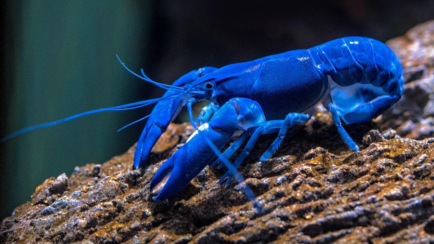A Blue Lobster: 1 in 2,000,000. A blue lobster is a rare and… | by Henri  Coorevits | Medium