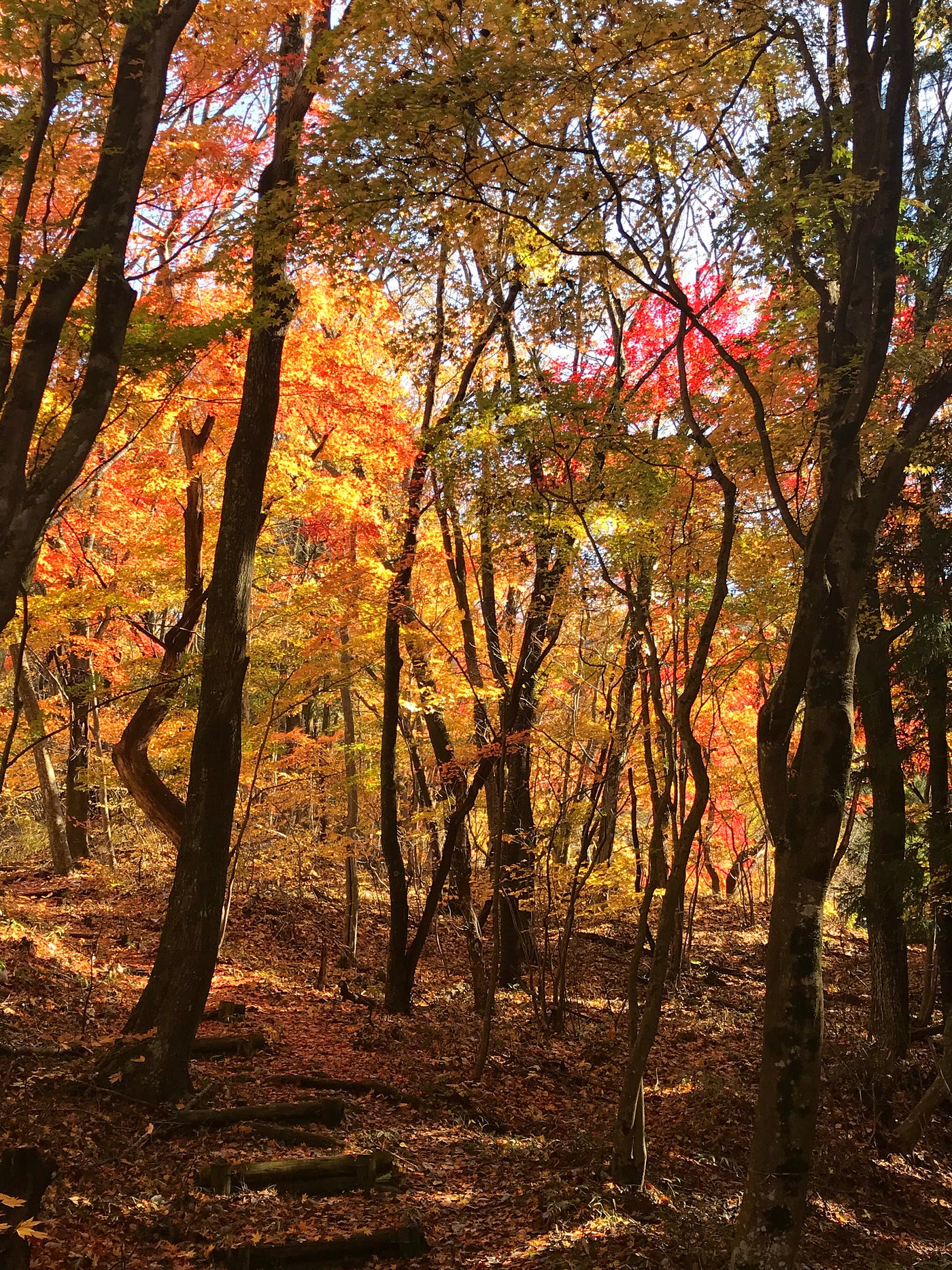 Kōyō — The Autumnal Japanese Word English Needs | by Diane